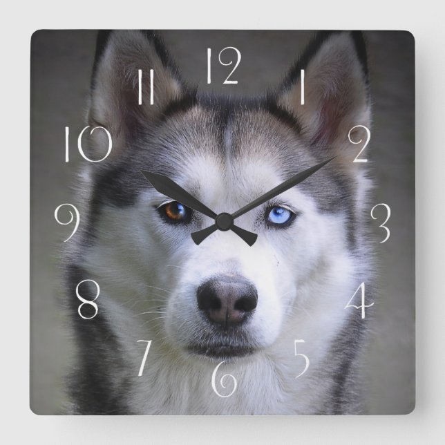 Reloj Cuadrado Retrato de Husky (Anverso)