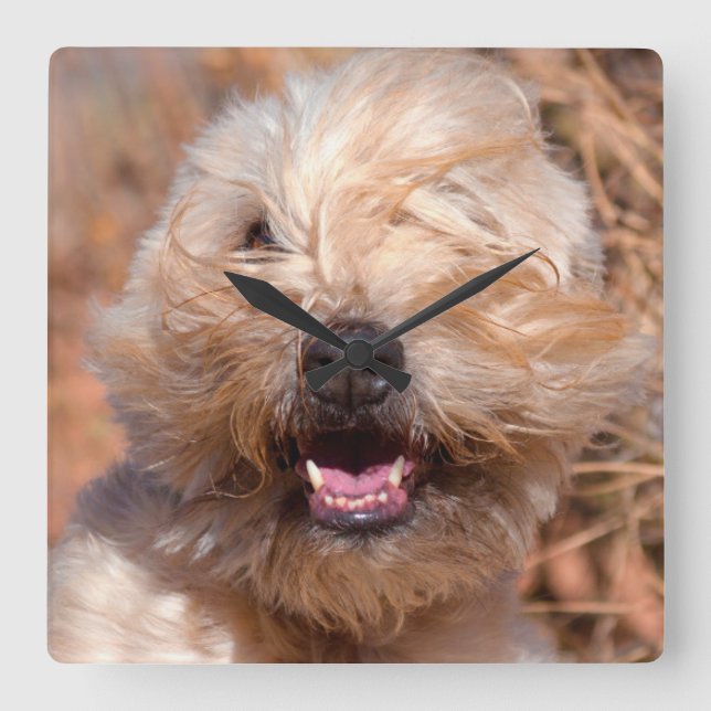 Reloj Cuadrado retrato de Soft Coated Wheaten Terrier (Anverso)