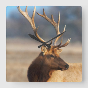 Reloj Cuadrado Retrato de un alce imponente del toro