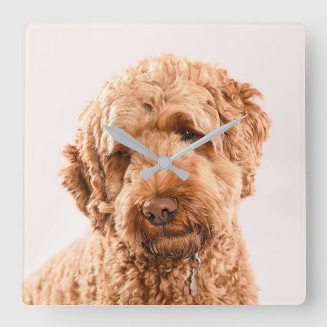 Reloj Cuadrado Retrato Goldendoodle Studio (Anverso)
