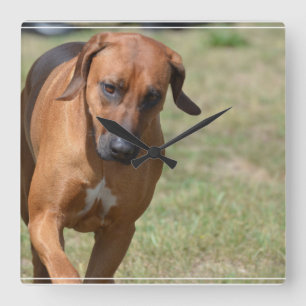 Reloj Cuadrado Rhodesian Ridgeback Prancing