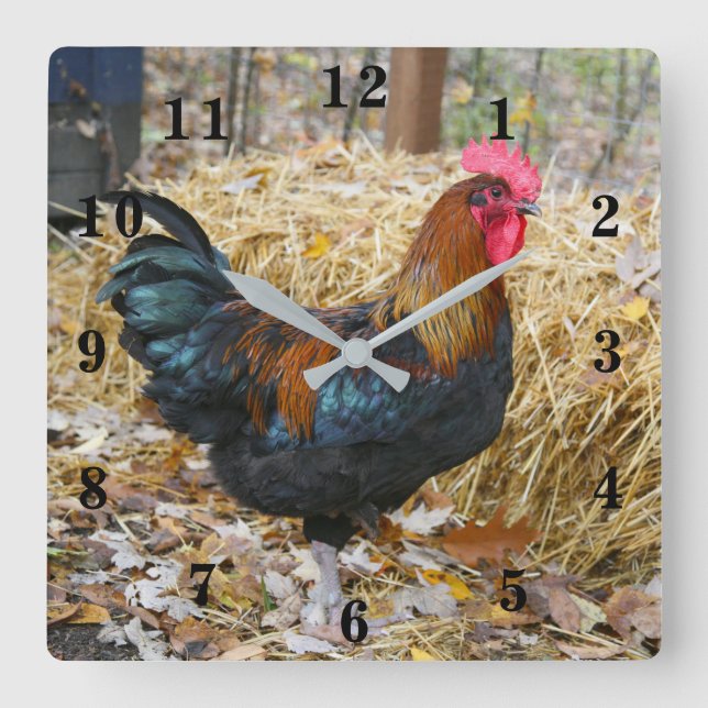 Reloj Cuadrado Rooster (Anverso)