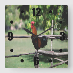 Reloj Cuadrado Rooster Morning