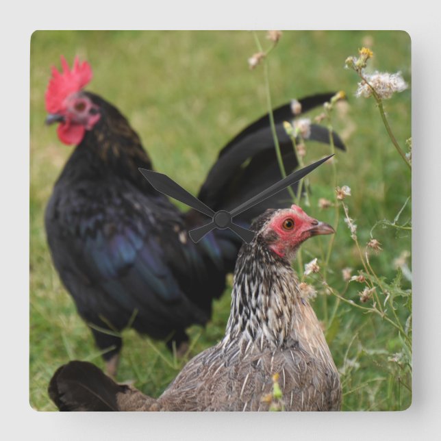 Reloj Cuadrado Rooster y Hen (Anverso)