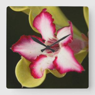 Reloj Cuadrado Rosa del Desierto (Adenium Obesum), Sudáfrica
