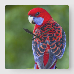 Reloj Cuadrado Rosella carmesí y contexto de las orquídeas