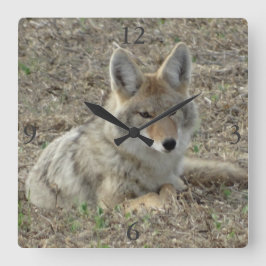 Reloj Cuadrado Rótulo de coyote R22