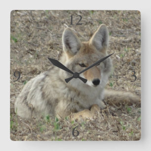 Reloj Cuadrado Rótulo de coyote R22