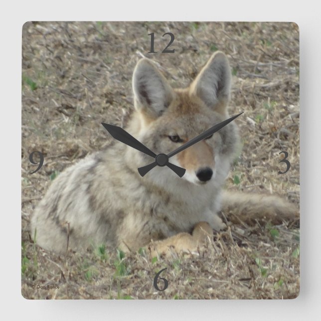 Reloj Cuadrado Rótulo de coyote R22 (Anverso)