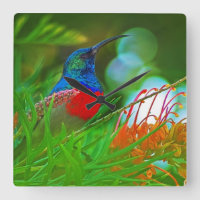 Rubí del colibrí throated