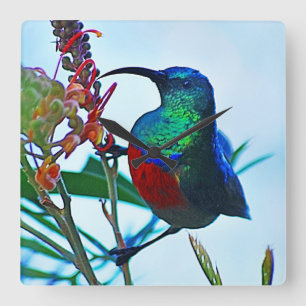 Reloj Cuadrado Rubí del colibrí throated