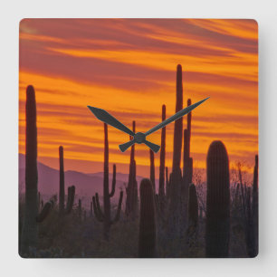 Reloj Cuadrado Saguaro, sunset, Saguaro National Park