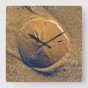 Reloj Cuadrado Sand Dollar Revealed On Beach   Hilton Head Island