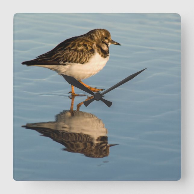 Reloj Cuadrado Sandpiper Bird Photo Reflection Ocean Clock (Anverso)