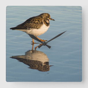 Reloj Cuadrado Sandpiper Bird Photo Reflection Ocean Clock