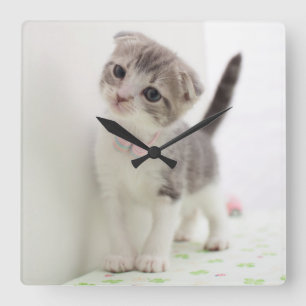 Reloj Cuadrado Scottish Fold Kitten
