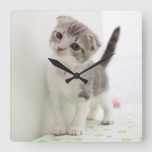 Reloj Cuadrado Scottish Fold Kitten (Anverso)