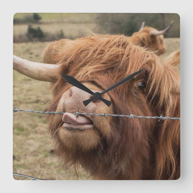 Reloj Cuadrado Scottish Highland cow Tile (Anverso)