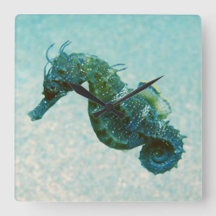 Reloj Cuadrado Seahorse Cortocircuito-Metido el hocico el