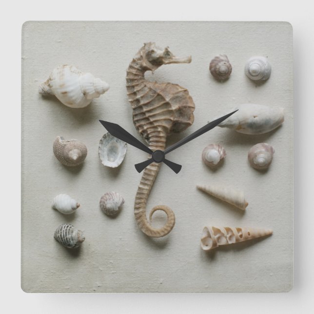 Reloj Cuadrado Seahorse y cáscaras (Anverso)