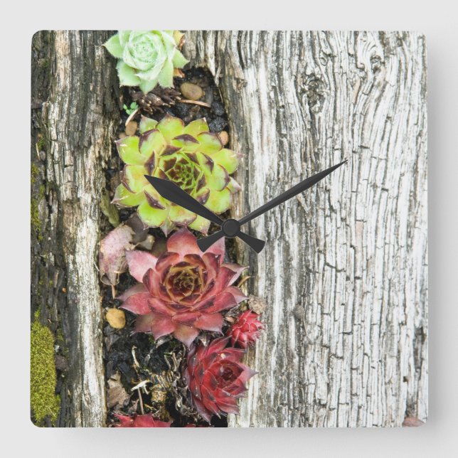 Reloj Cuadrado Sempervivum (Anverso)