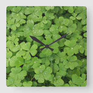 Reloj Cuadrado Shamrock fresco verde, afortunados St Patricks