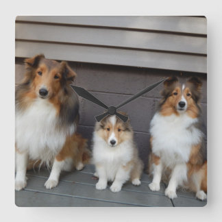 Reloj Cuadrado Sheltie Trio Wall Clokd