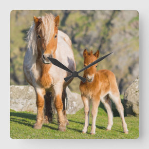 Reloj Cuadrado Shetland Pony en pastizal cerca de acantilados alt