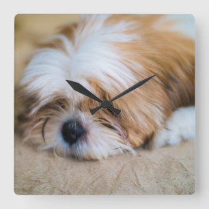 Reloj Cuadrado Shih Tzu