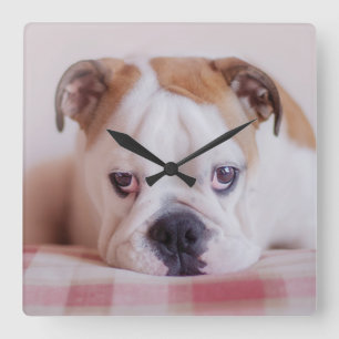 Reloj Cuadrado Shy English Bulldog Puppy
