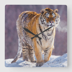 Reloj Cuadrado Siberian tiger in snow, China