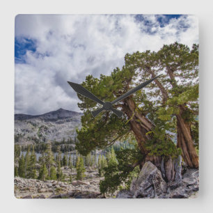 Reloj Cuadrado Sierra Juniper y árboles de hoja perenne