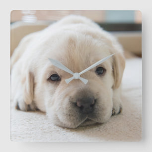 Reloj Cuadrado Sleepy Golden Labrador Puppy