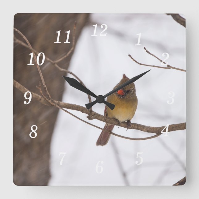 Reloj Cuadrado Snowing De Nuevo Dice La Sra. Cardinal Wall Clock (Anverso)