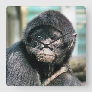 RELOJ CUADRADO SPIDER MONKEY