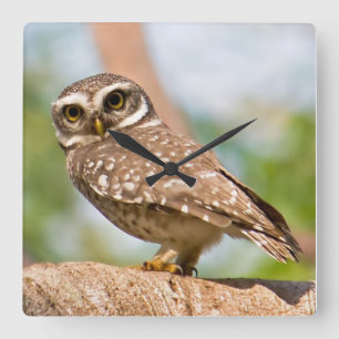 Reloj Cuadrado Spotted owl on morning flight.