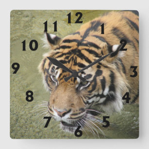 Reloj Cuadrado Square Tiger Clock