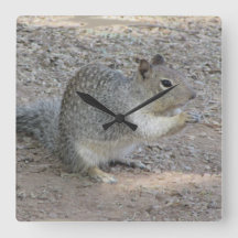 Squirrel Lover Foto Adorable Gray Forest Animal