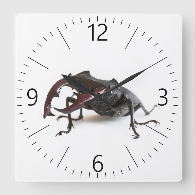 Reloj Cuadrado Stag beetle (Anverso)