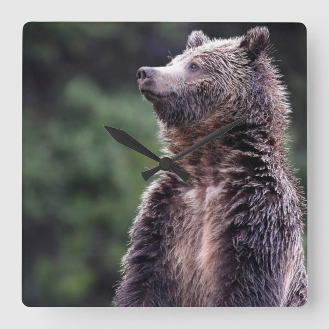 Reloj Cuadrado Standing Grizzly Bear (Anverso)