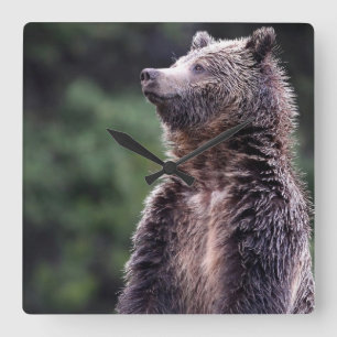 Reloj Cuadrado Standing Grizzly Bear