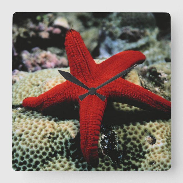 Reloj Cuadrado Star Fish | Red Sea (Anverso)