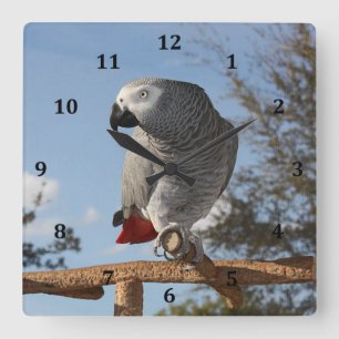 Reloj Cuadrado Stunning African Grey Parrot
