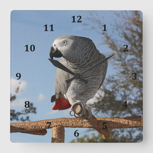 Reloj Cuadrado Stunning African Grey Parrot (Anverso)