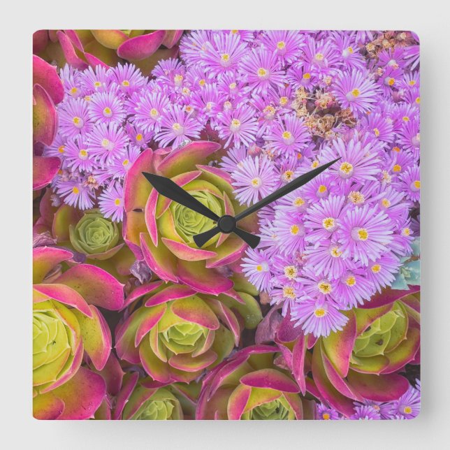 Reloj Cuadrado Suculentos (Anverso)