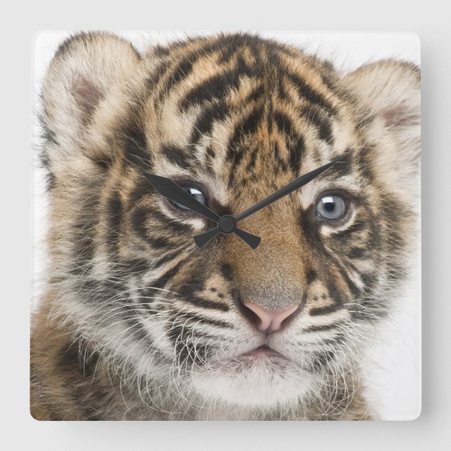 Reloj Cuadrado Sumatran Tiger cub (Anverso)