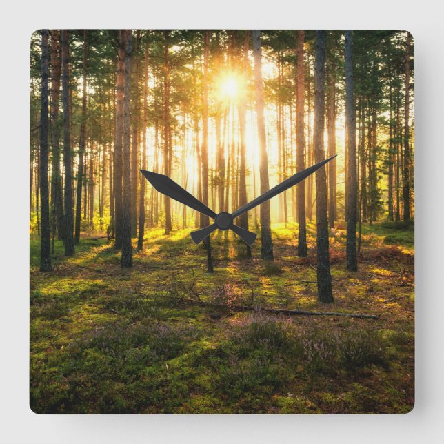 Reloj Cuadrado Sun beams shines in pine forest (Anverso)