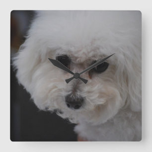 Reloj Cuadrado Sweet Bichon Frise