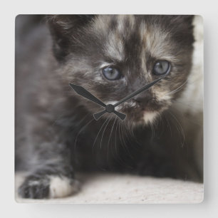 Reloj Cuadrado Sweet Shy Tortoiseshell Baby