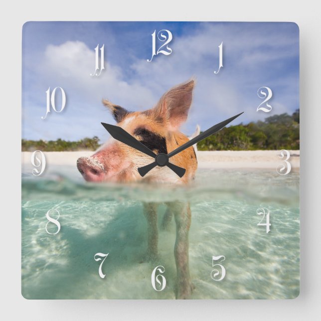Reloj Cuadrado Swimming pig of Exuma (Anverso)